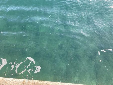 グレ入れ食い！