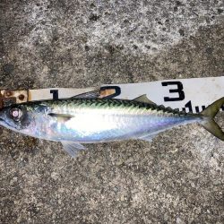 大サバのウキ釣り