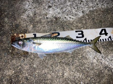 大サバのウキ釣り