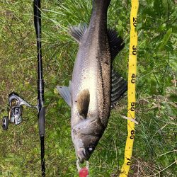 仕事帰りシーバス再び