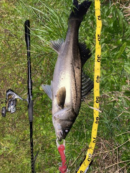 仕事帰りシーバス再び