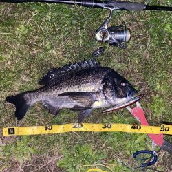 仕事帰りでチヌ