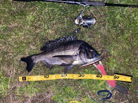 仕事帰りでチヌ