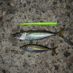 エビ撒き釣り　ハネは釣れず五目釣り