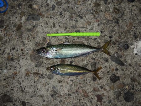 エビ撒き釣り　ハネは釣れず五目釣り