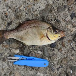 エビ撒きで五目釣り