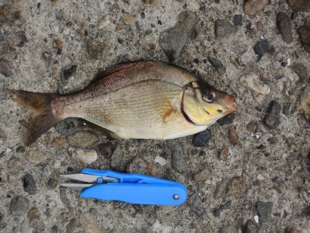 エビ撒きで五目釣り