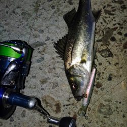 ぶらシーバス!!