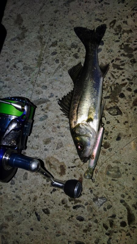 ぶらシーバス!!