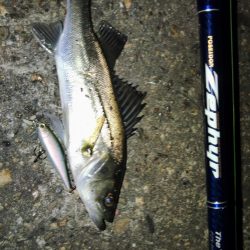 ぶらチーバス　(汗)