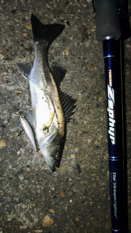 ぶらチーバス　(汗)