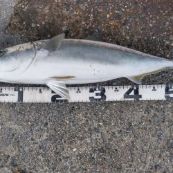 雨降りで、小潮ですが・・・