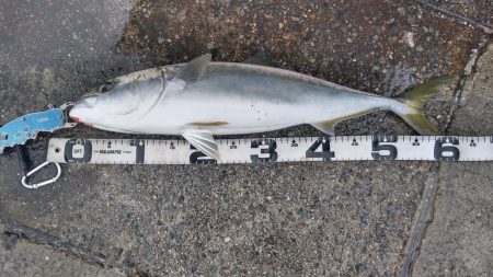 雨降りで、小潮ですが・・・