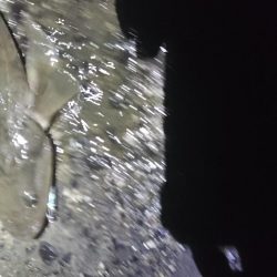 まだまだマゴチ♪