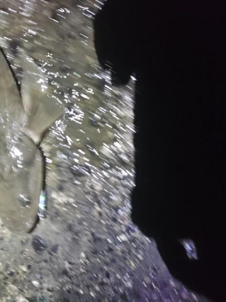 まだまだマゴチ♪