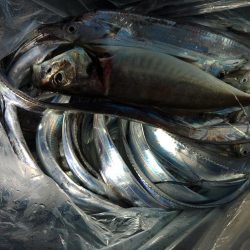 泉州丸　釣果