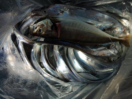 泉州丸　釣果