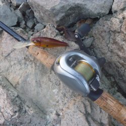 11月のバス釣り