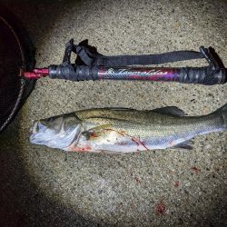 大雨!アオリ3杯&良型シーバス(・x・*)!