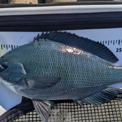 秋グレの数釣り