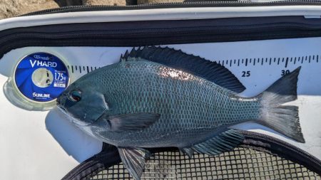 秋グレの数釣り