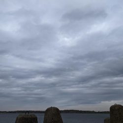 サバからのメジロ笑