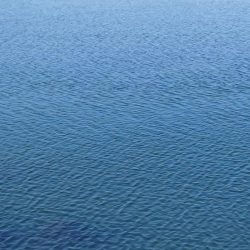 フラットフィッシュ