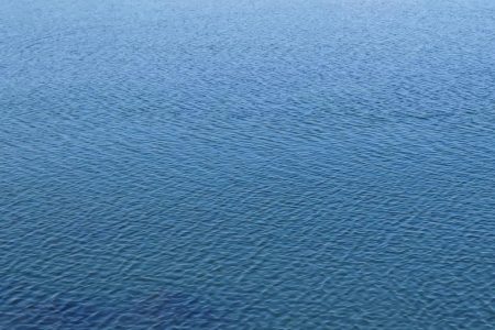 フラットフィッシュ