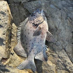 イシダイ釣り
