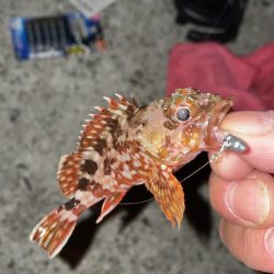 初めての尺アジ！