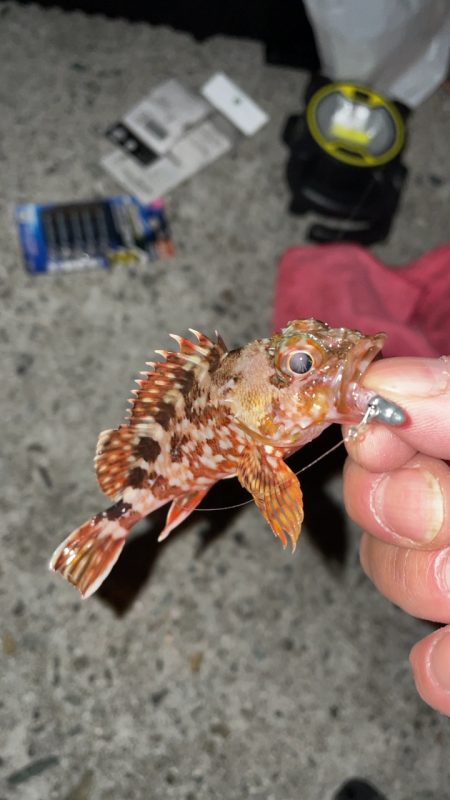 初めての尺アジ！