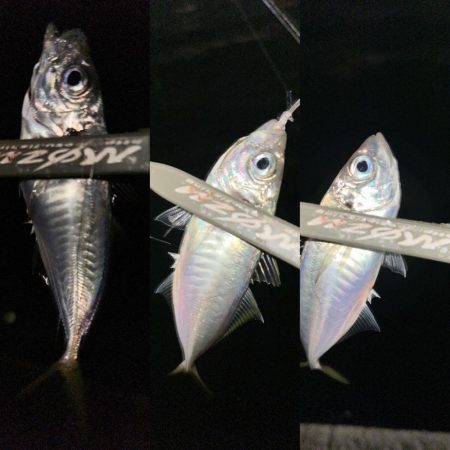 シャローフリークをぶん投げに