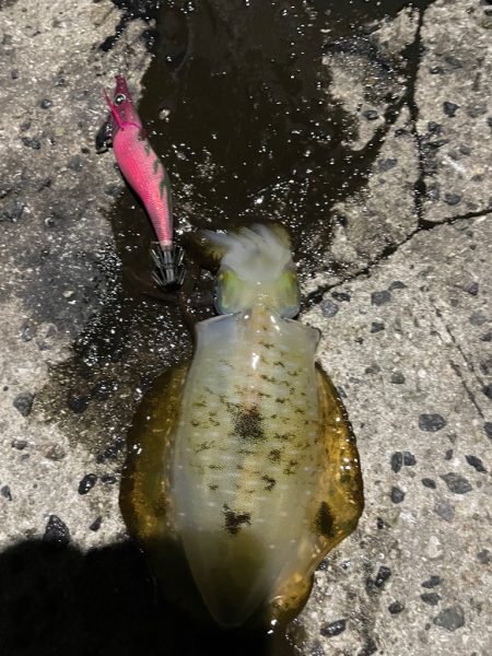 良型！！キロアップならず！