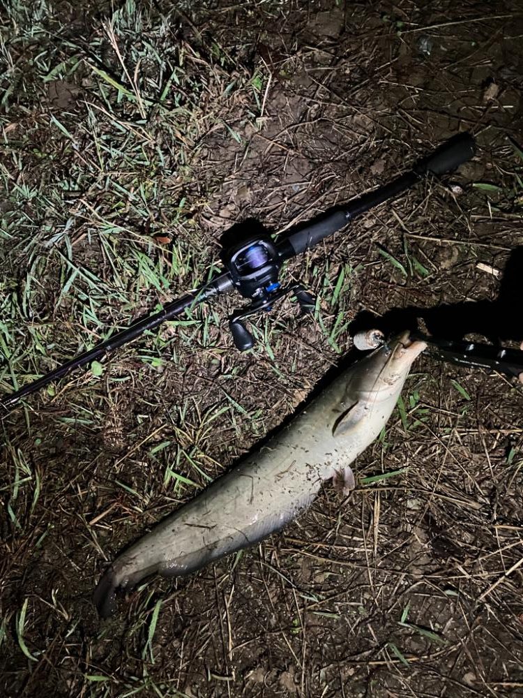 秋のナマズ祭り?