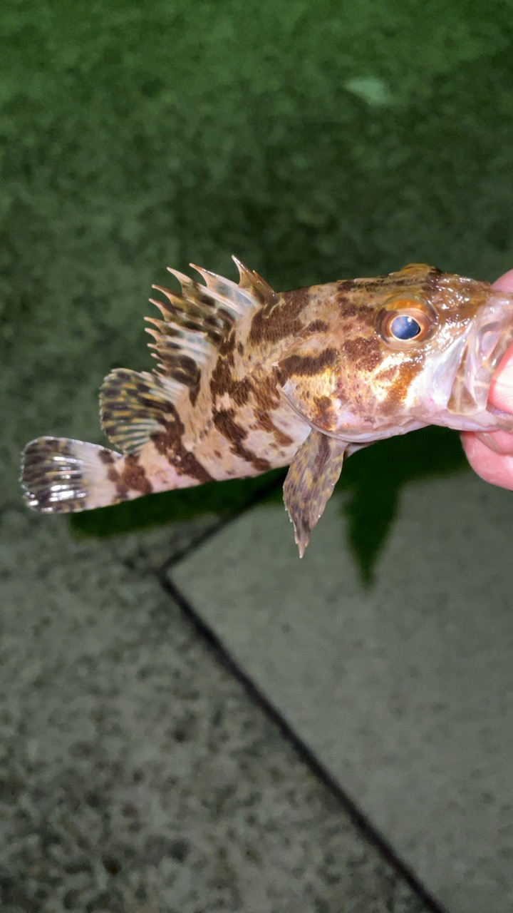 少し遠征アジング