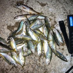 エギング不発後アジング