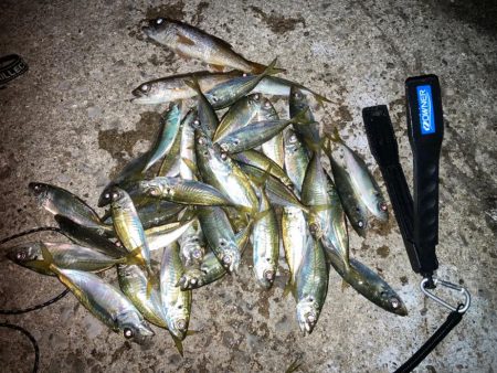 エギング不発後アジング