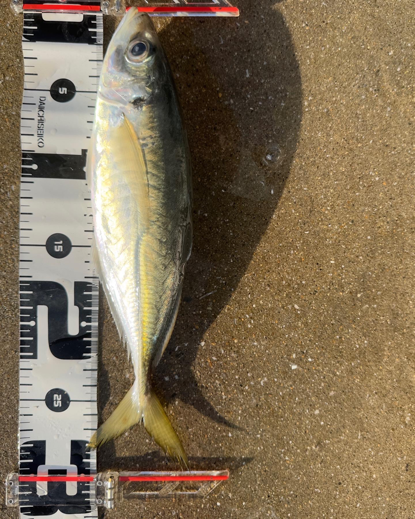 マズメチャレンジ