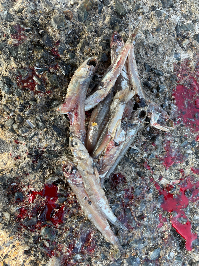 自己新記録‼️ 、、ならず。