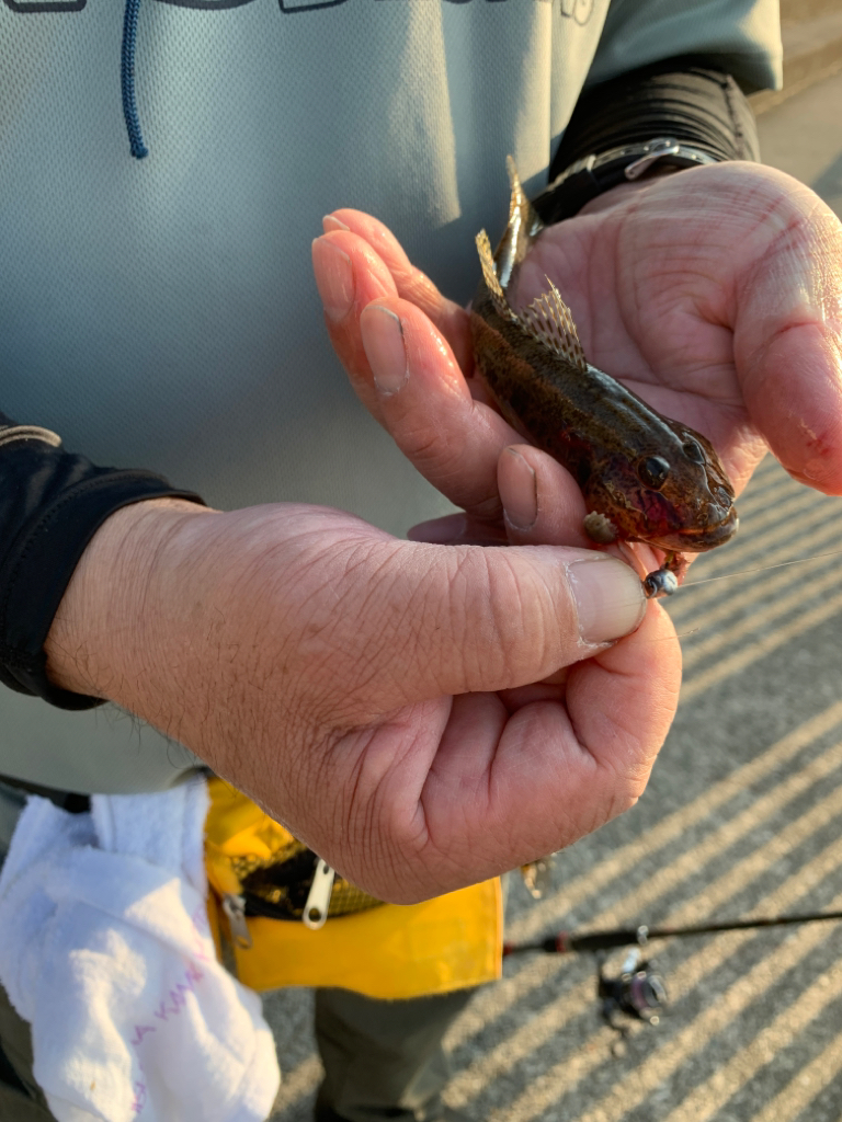 浜寺水路でハゼ、チヌ
