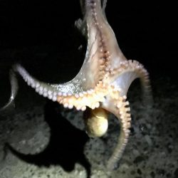 アジング（のつもり）