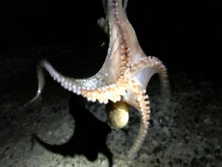 アジング（のつもり）