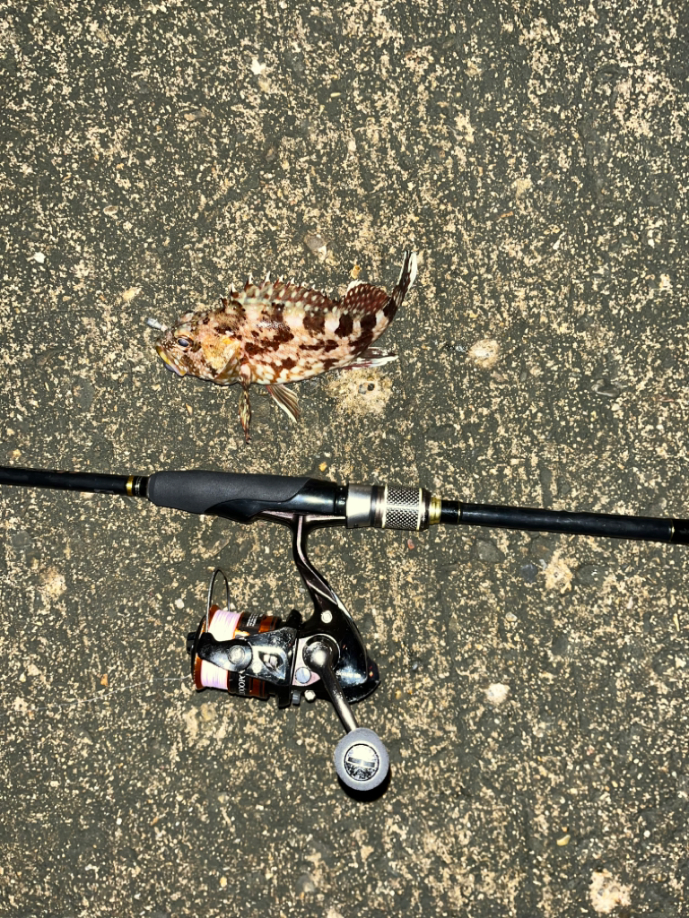 昨日に引き続きガシリング