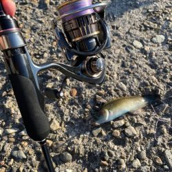 今季初アジング 記録更新初40cm