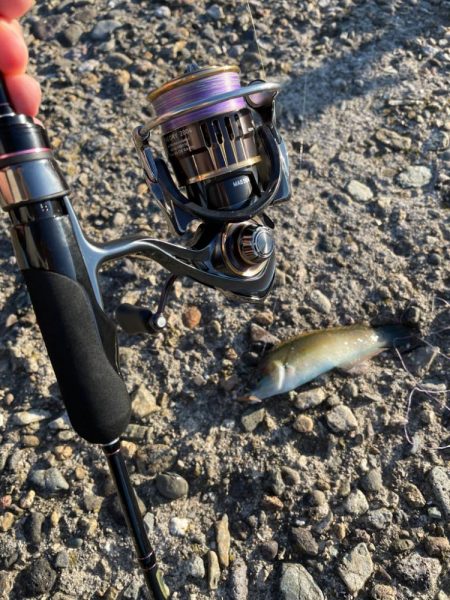 今季初アジング 記録更新初40cm