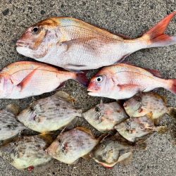 カワハギと真鯛釣り