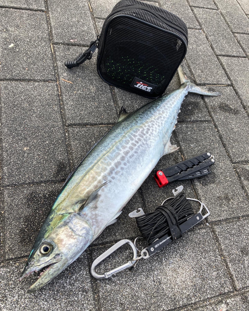 冷え込み激しい中。青牙57cm。。。