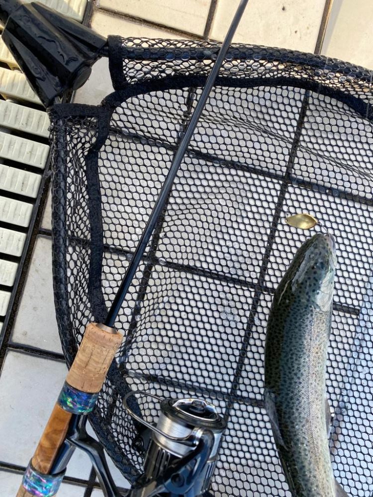 亀岡プールトラウト