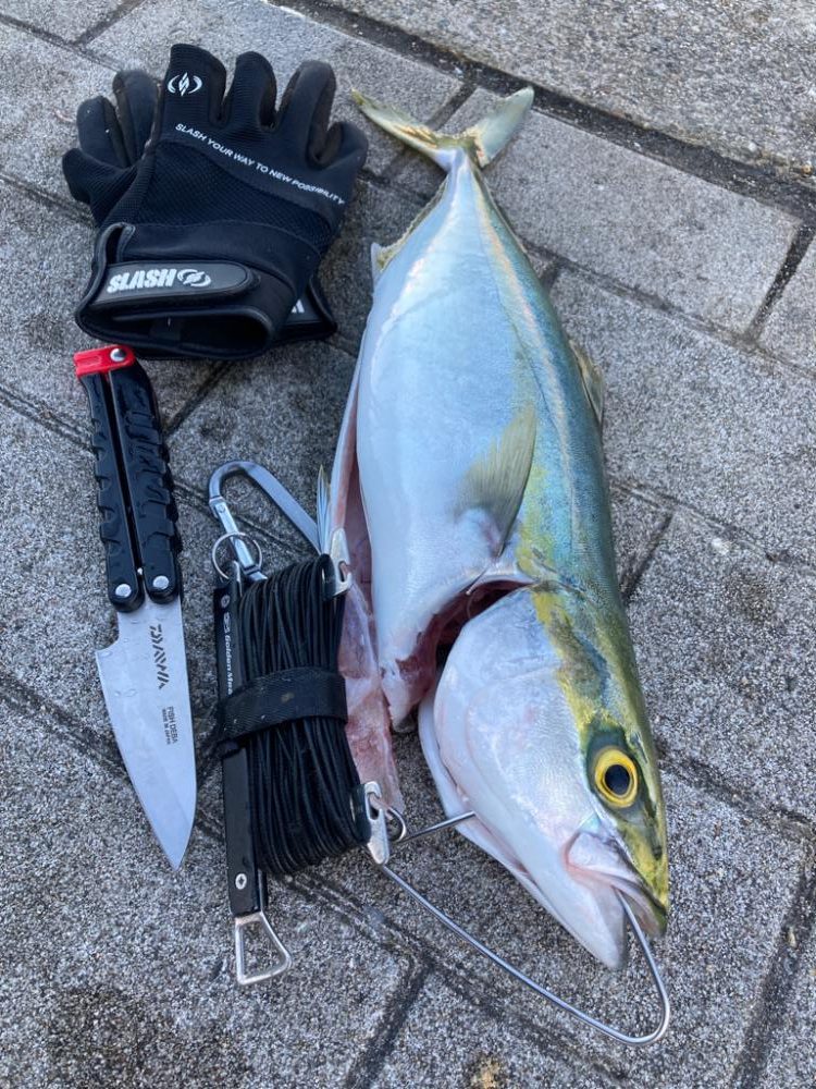 激混み激渋湾奥コスモ。メタボギリハマチ45cm。。