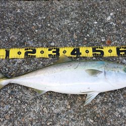 フラット狙いで